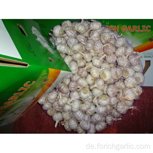 New Crop Regular weißer Knoblauch